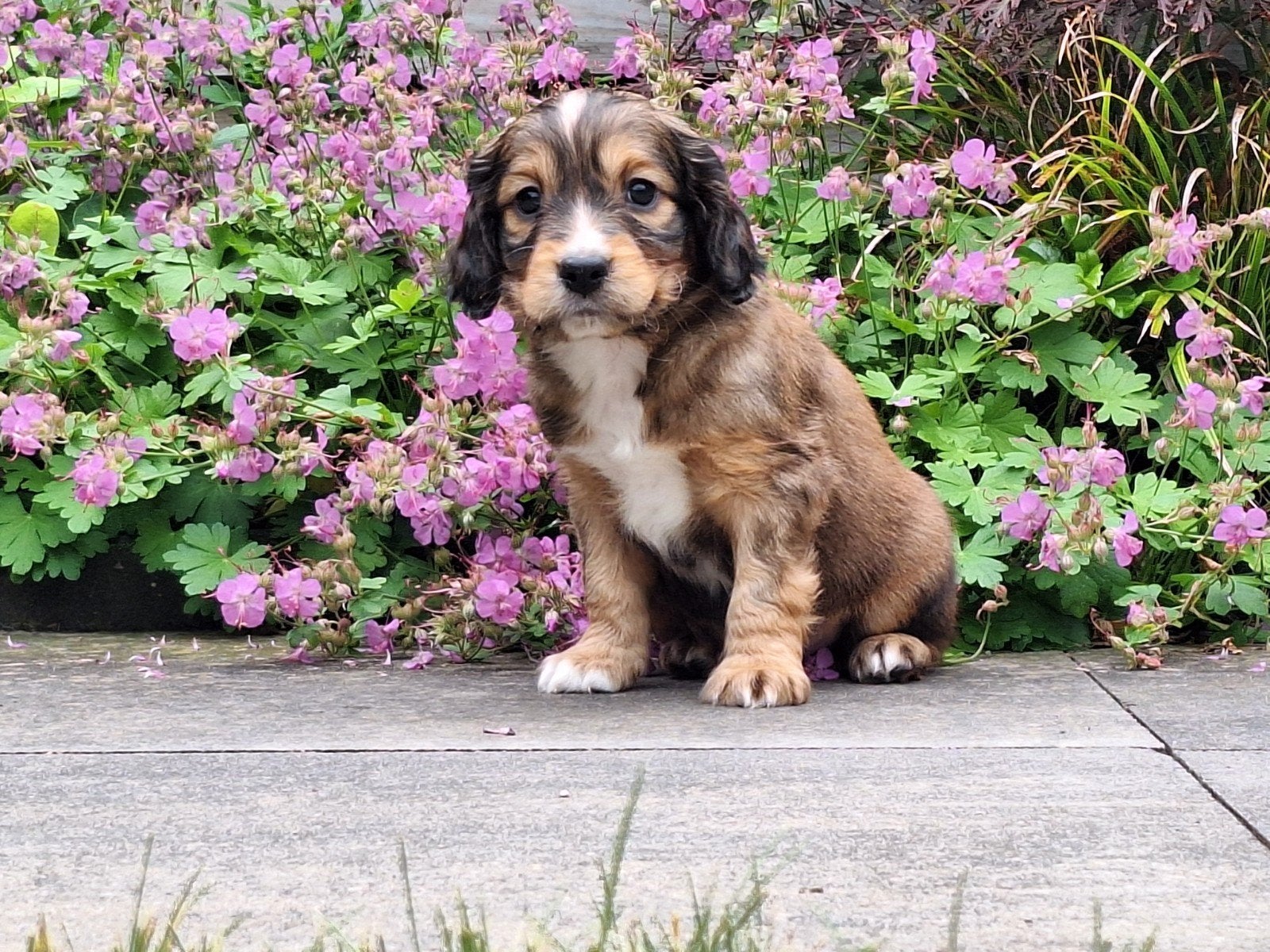 Mooie Engelse Cocker Spaniel kruising Kooiker pups. NOG 3 BE, 8 tot 15 weken, Parvo, Meerdere, Nederland