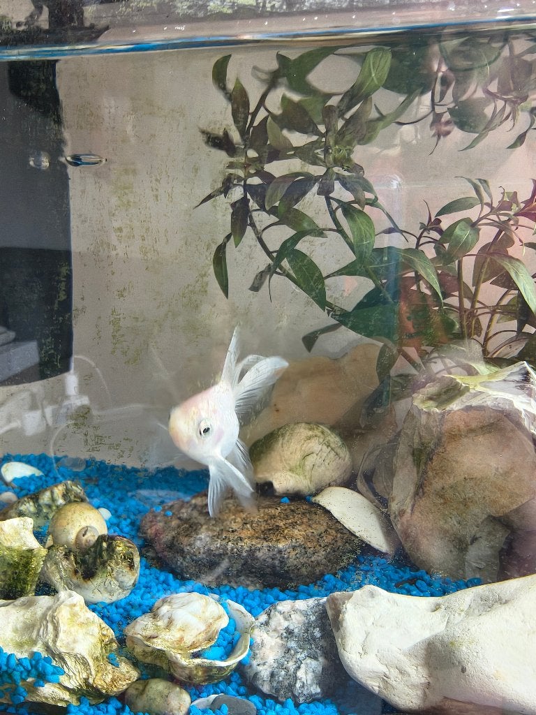 Witte sluierstaart (gratis), Vis, Zoetwatervis