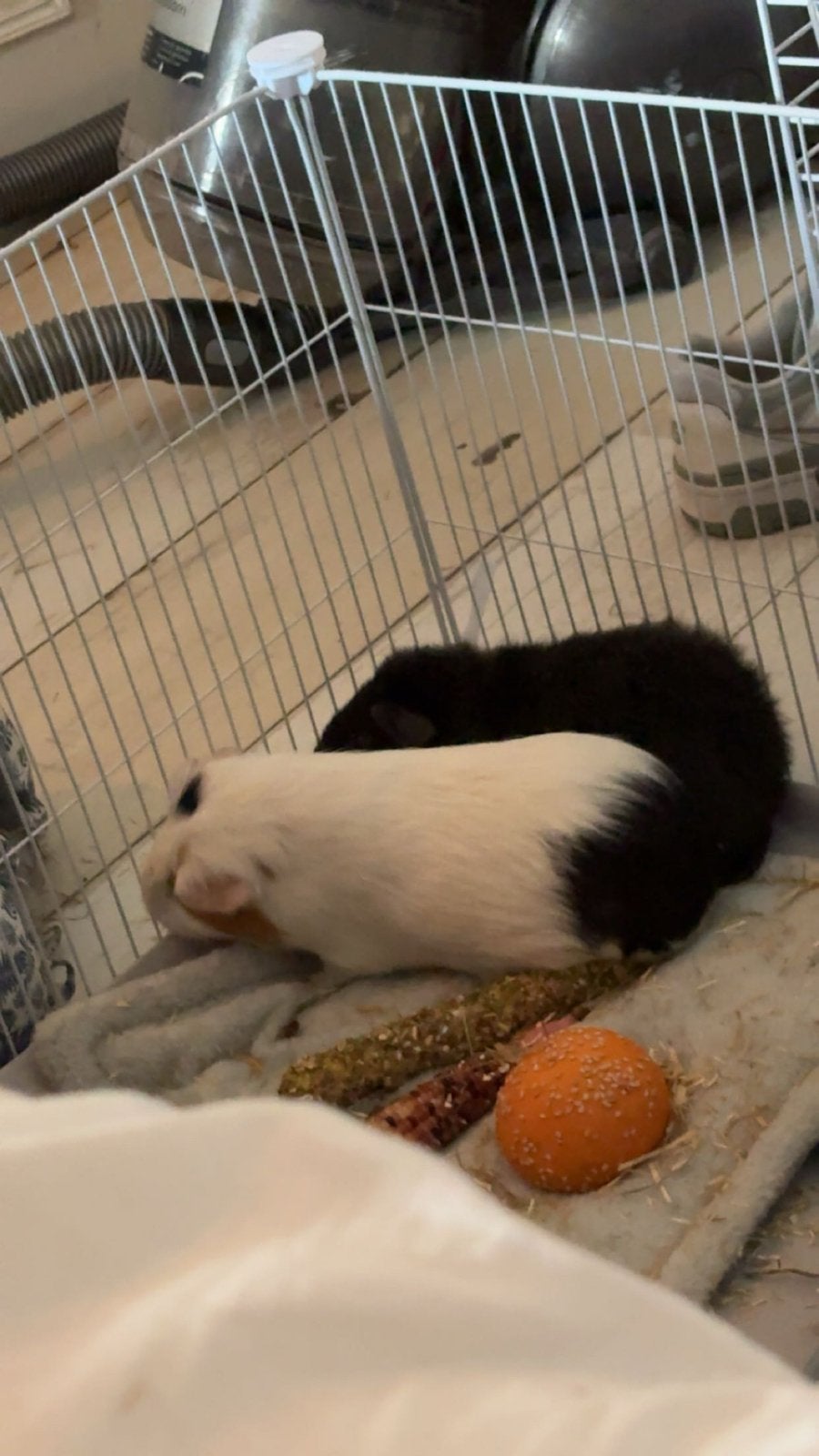 2 cavias tekoop (wegens allergie, Cavia, Mannelijk, Mei, Tam