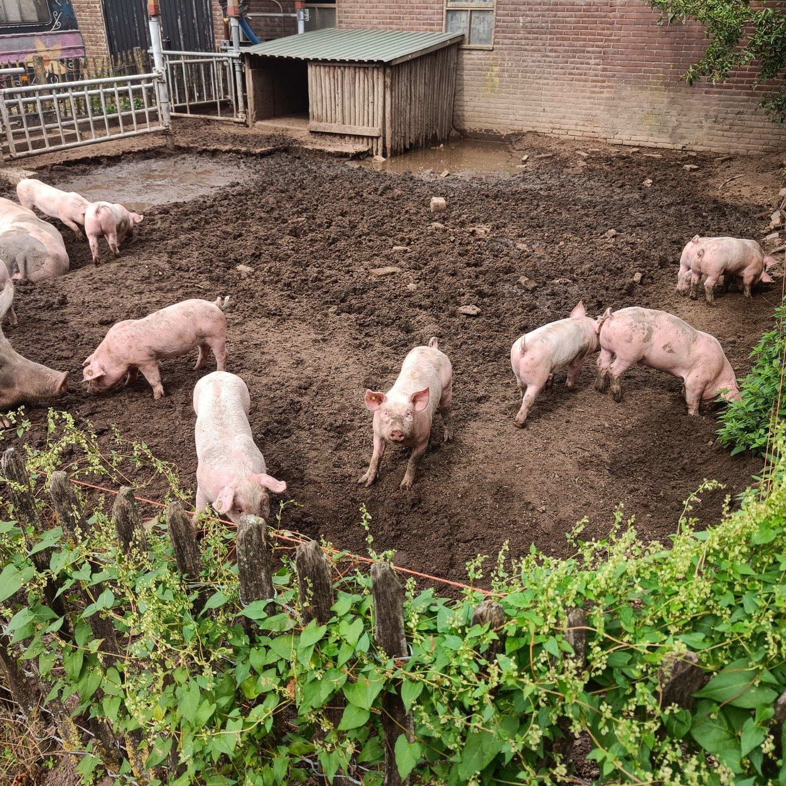 Biggen, Meerdere dieren, Varken, 0 tot 2 jaar
