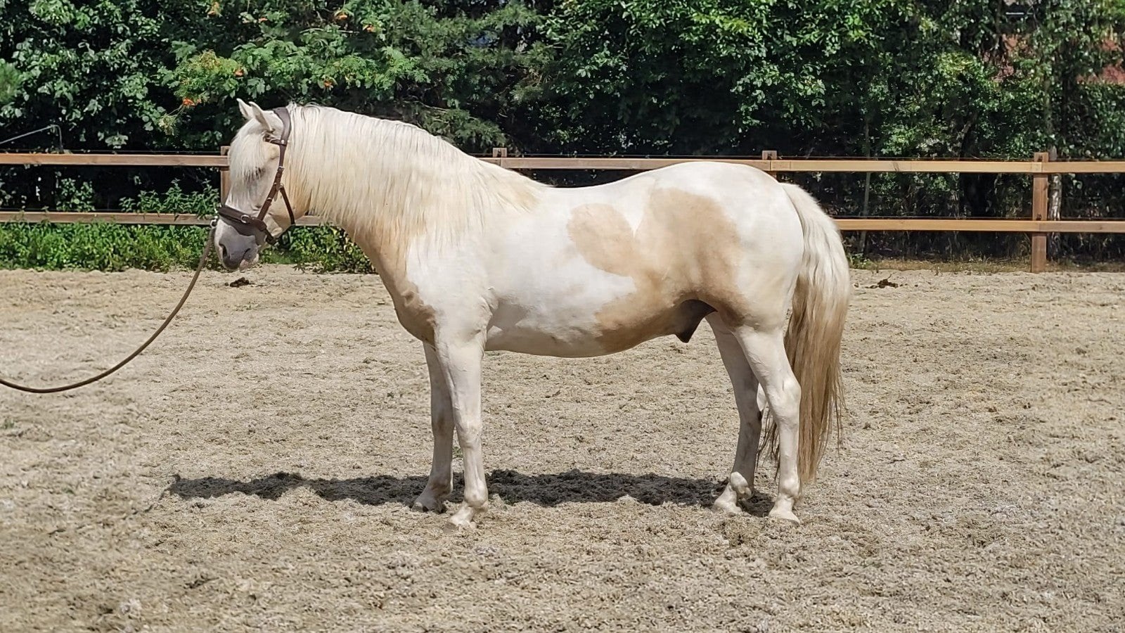 5 jarige cruzado tobiano bonte ruin 148cm, spanjaard!, Ruin, D pony (1.37m tot 1.48m), Gechipt, 3 tot 6 jaar