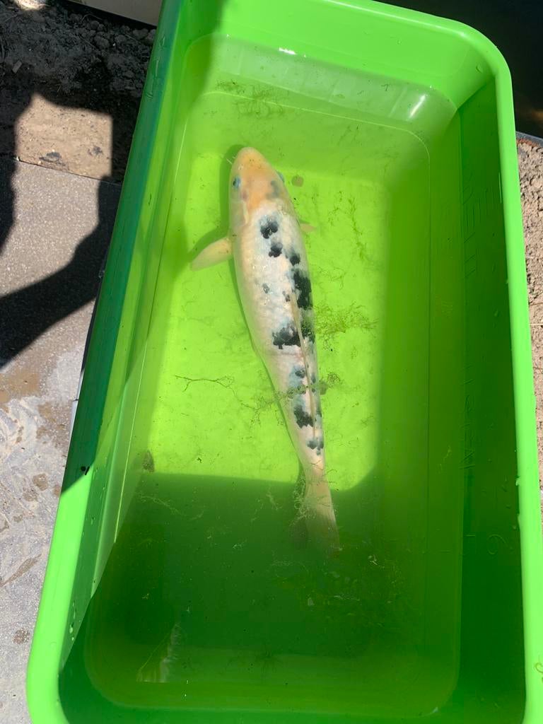 Mooie Shiro bekko koi karper 35/40cm, Dieren en Toebehoren, Vissen | Vijvervissen, Karper of Koi