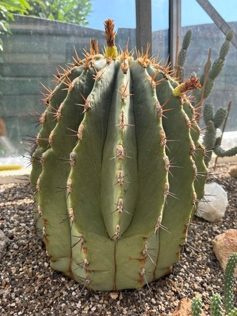 Ferocactus glaucescens, 30 cm breed en 38 cm hoog, Ophalen, Cactus, Halfschaduw, Minder dan 100 cm