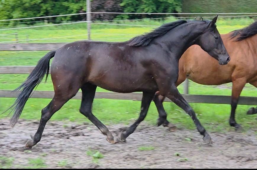 Prachtige zwarte merrie !Stalgebrek!, Dieren en Toebehoren, Paarden, Merrie, Met stamboom, Dressuurpaard, 3 tot 6 jaar