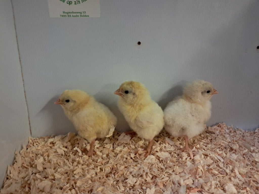 poule de bresse kuikens, Meerdere dieren, Kip