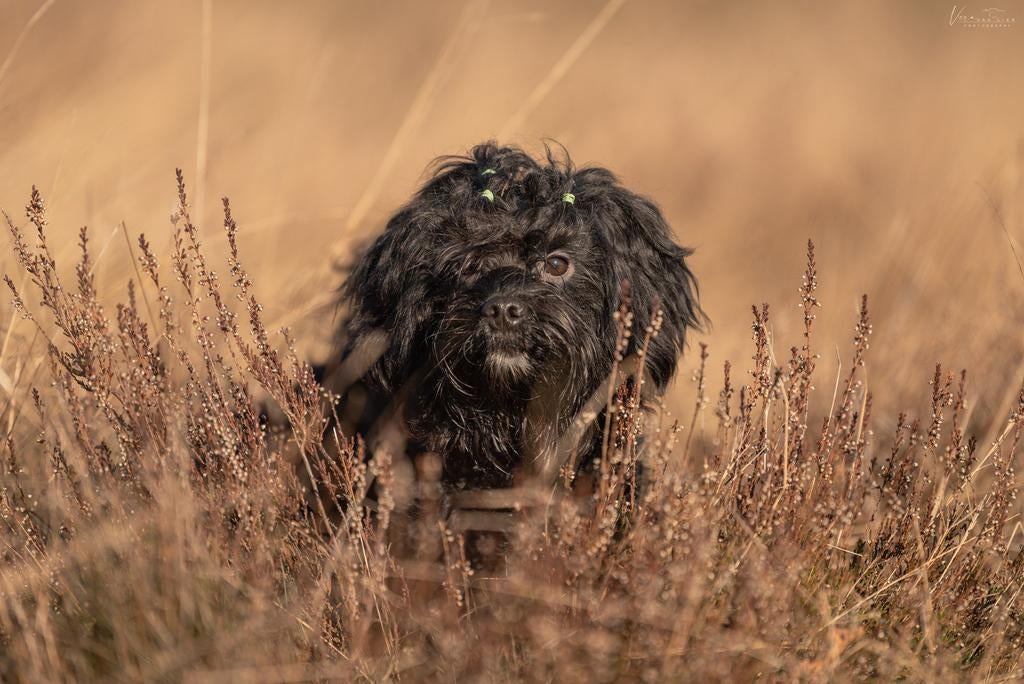 Boompoo dekreu, Reu, 1 tot 2 jaar, Eén hond, Nederland