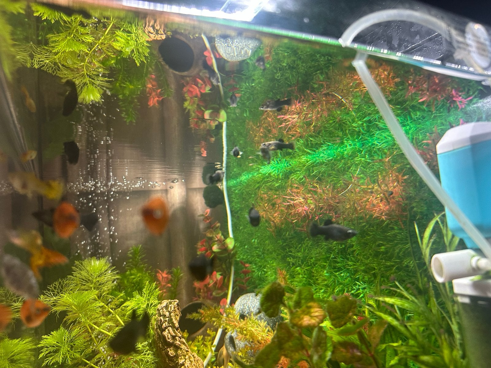 Black Molly’s, Dieren en Toebehoren, Vissen | Aquariumvissen, Vis