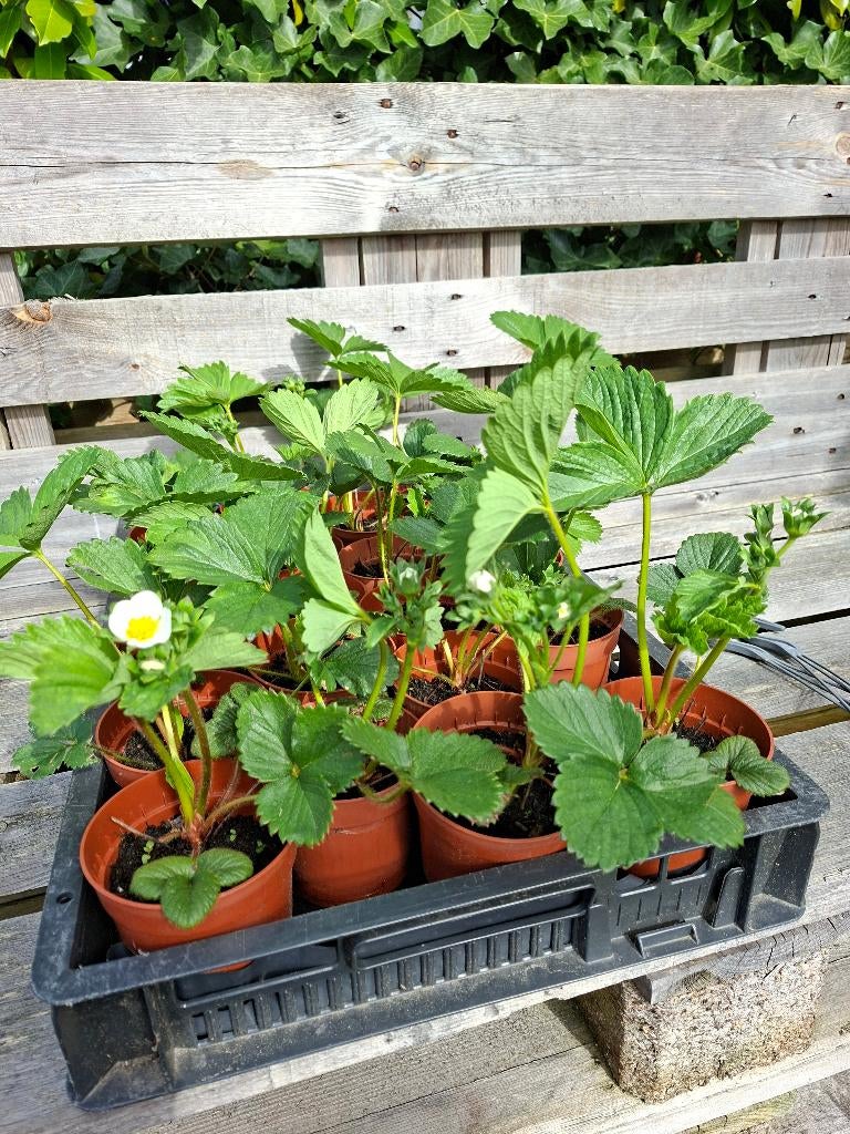 Aardbeienplanten te koop, Ophalen, Volle zon, Vaste plant, Zomer