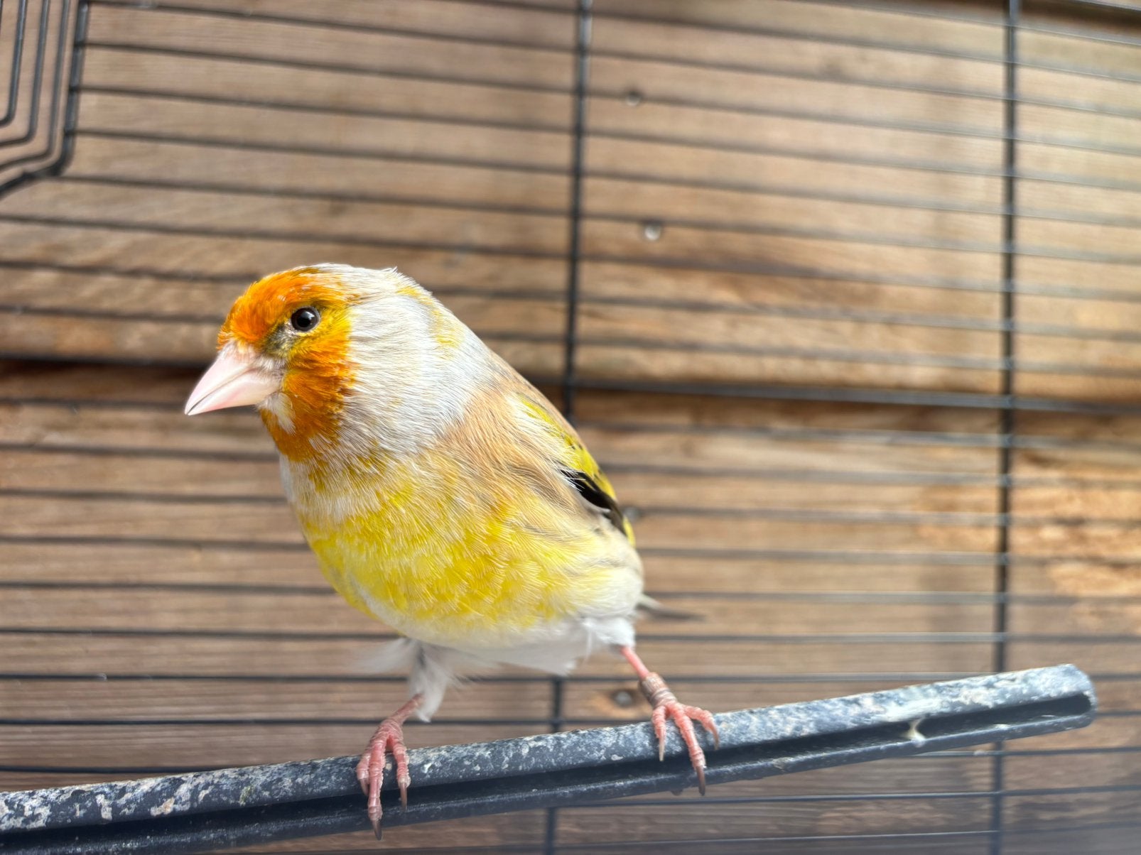 Bastaard Kanarie Putter man, Dieren en Toebehoren, Vogels | Kanaries, Mannelijk, Bastaard