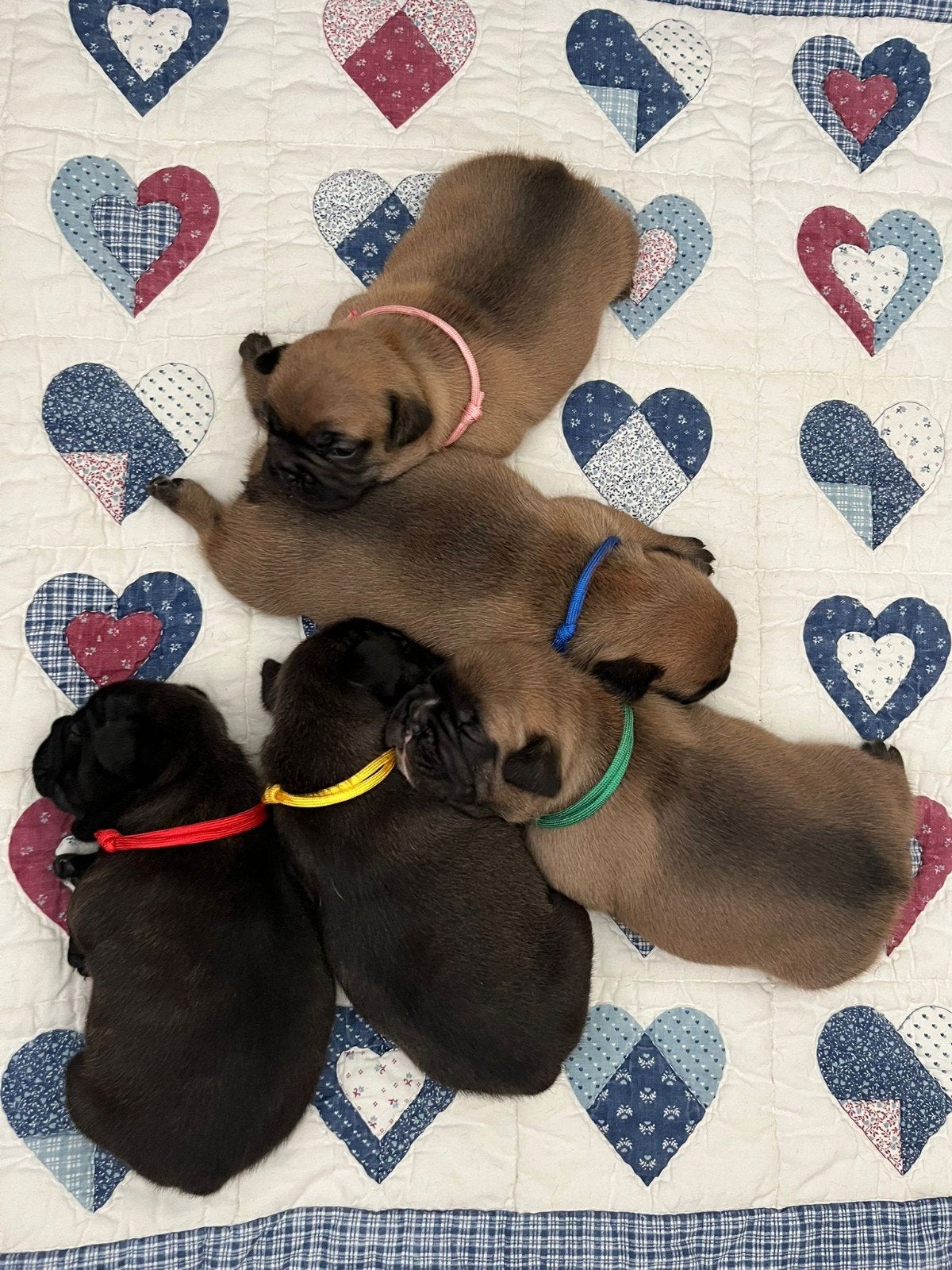 Franse bulldog puppy's, 8 tot 15 weken, Bulldog, Meerdere, Meerdere dieren