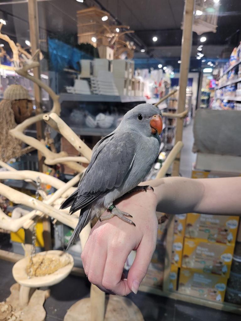 Halsbandparkiet super lief en echt super tam., Dieren en Toebehoren, Vogels | Parkieten en Papegaaien, Vrouwelijk, Parkiet, Tam