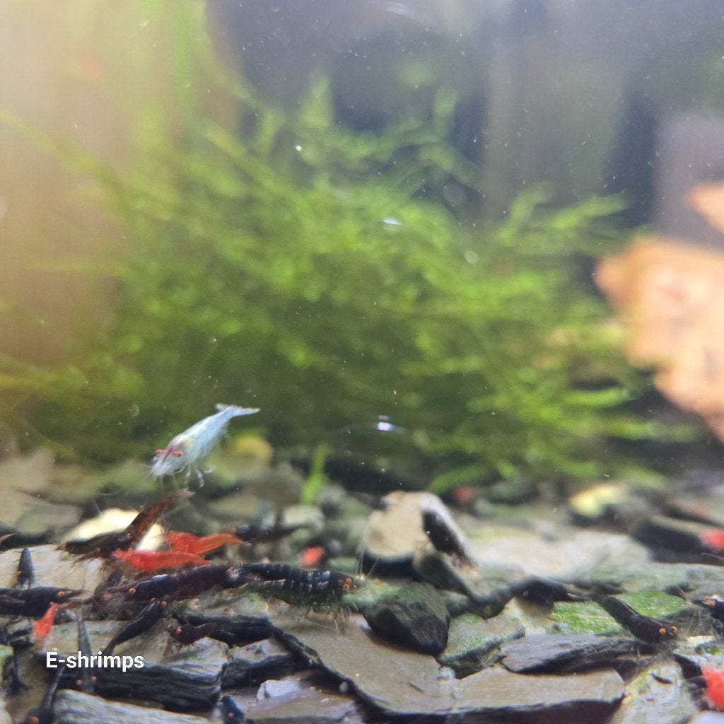️️Uitgeselecteerde | OE Neocaridina-garnalen / Verzend/afh, Dieren en Toebehoren, Vissen | Aquariumvissen, Kreeft, Krab of Garnaal