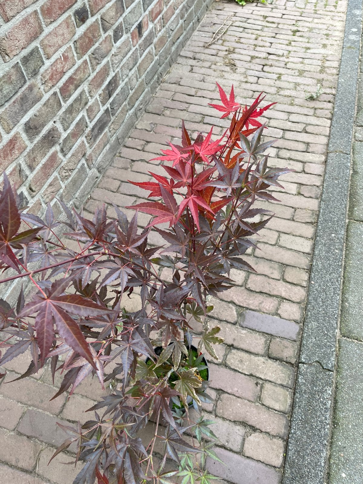 Japanse esdoorn (acer palmatum), Vaste plant, Bloeit niet, Halfschaduw, Ophalen