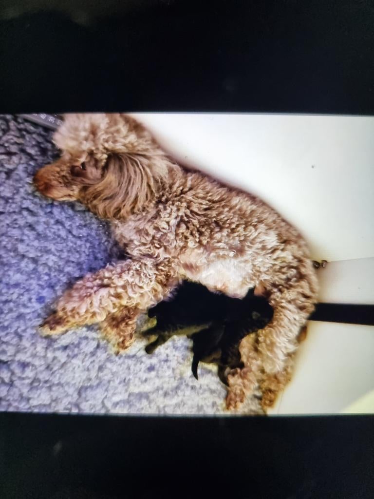 Toypoedel pup, Dieren en Toebehoren, Honden | Chihuahua's en Gezelschapshonden, Teef, Poedel, Particulier, Eén hond, Nederland