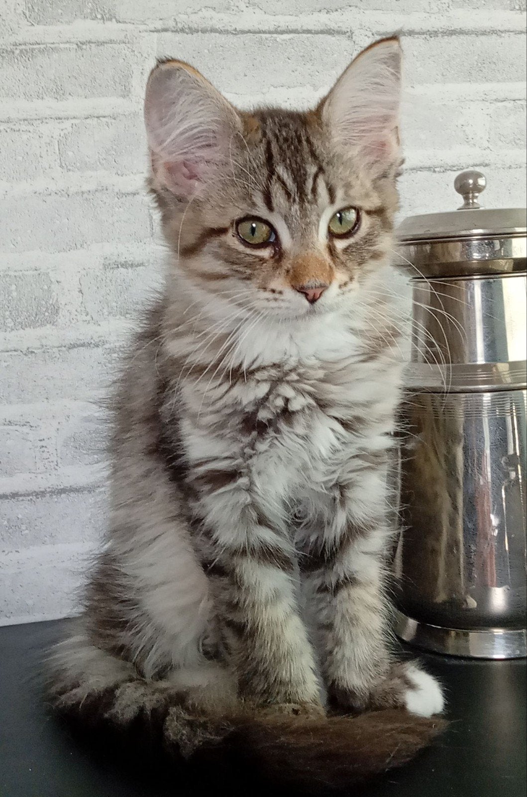 Maine Coon kittens XL klaar voor vertrek, Dieren en Toebehoren, Meerdere dieren, Ontwormd, 0 tot 2 jaar