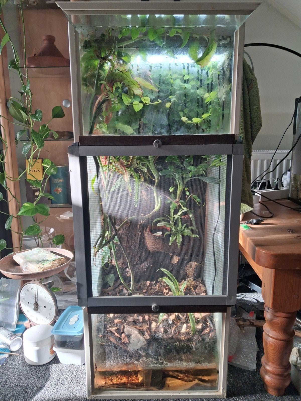 terrarium / paludarium inclusief rouwgekkos, Dieren en Toebehoren, Ophalen, Zo goed als nieuw, Terrarium of Paludarium