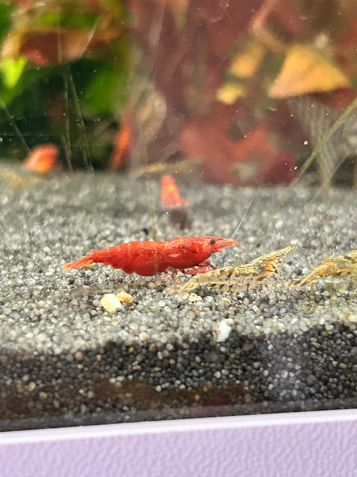 Vuurgarnalen en japonica (amano), Kreeft, Krab of Garnaal, Zoetwatervis