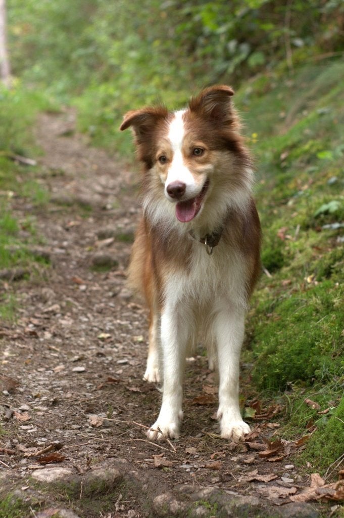 Border collie pups met FCI stamboom, Parvo, 8 tot 15 weken, Collie, Meerdere