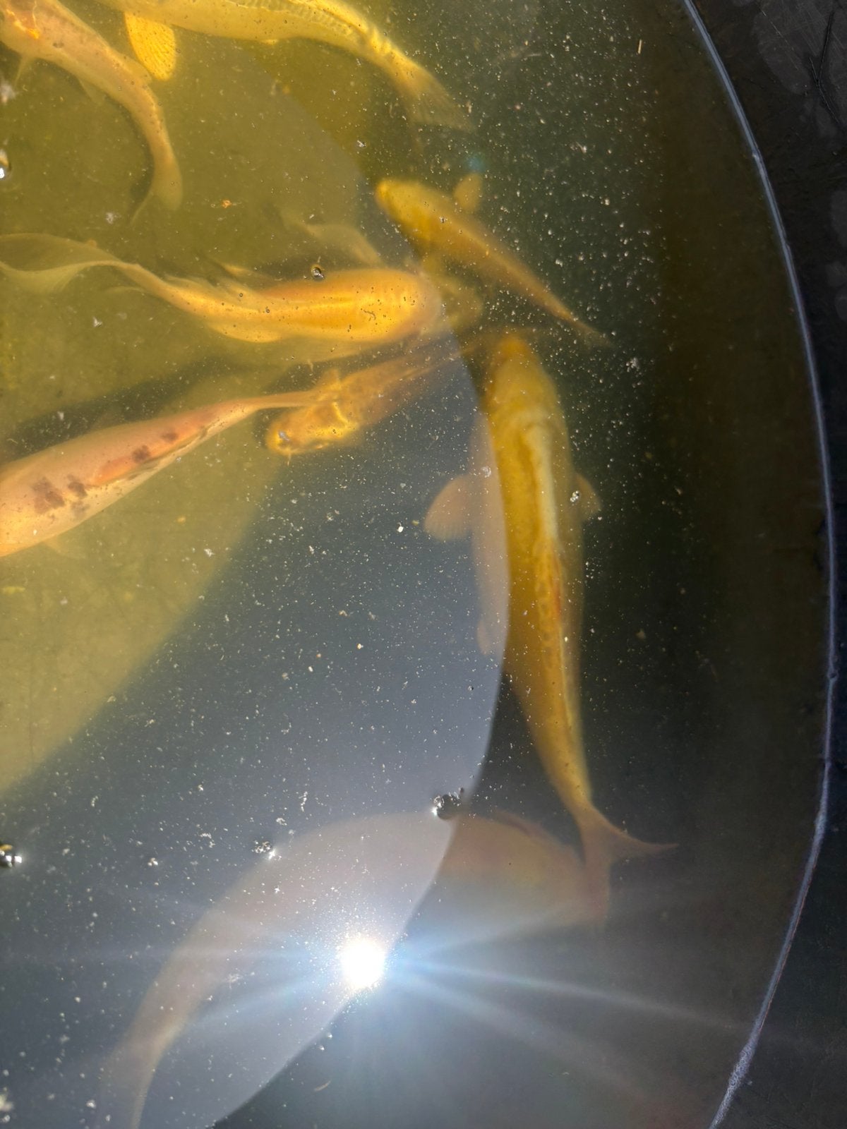 Koi