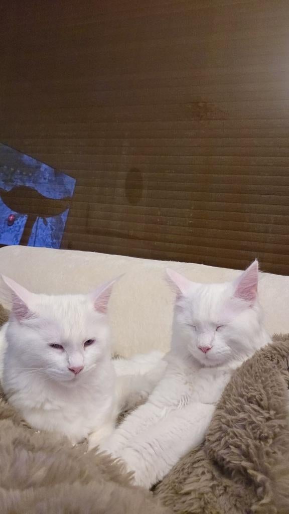 Maincoon kittens, Meerdere dieren, Ontwormd, 0 tot 2 jaar