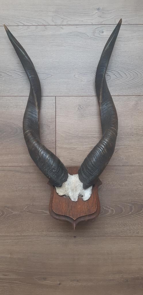 gewei Koedoe, Ophalen, Gebruikt, Bruin, Hout