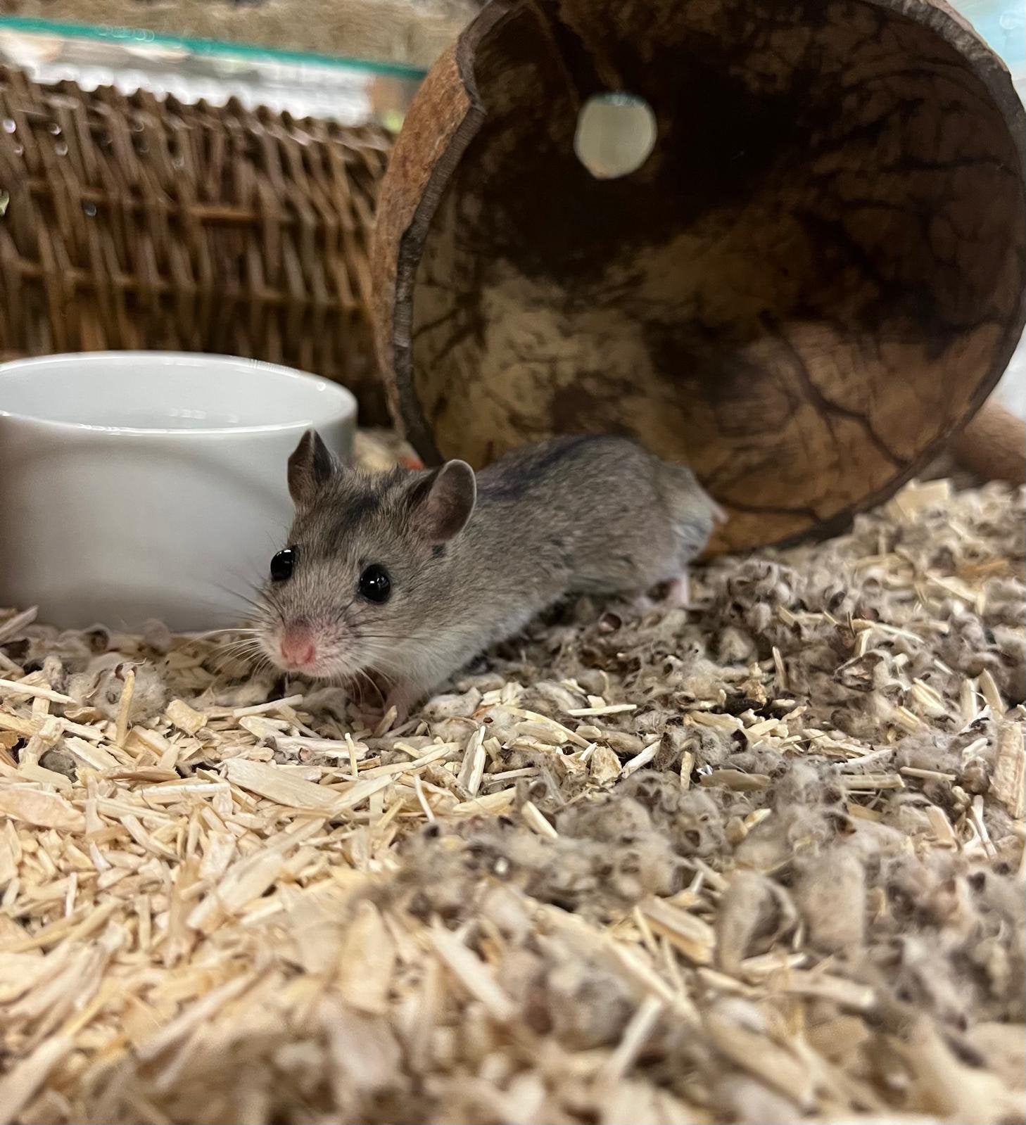Chinese dwerghamsters man, Dieren en Toebehoren, Hamster, Maart, Meerdere dieren, Tam