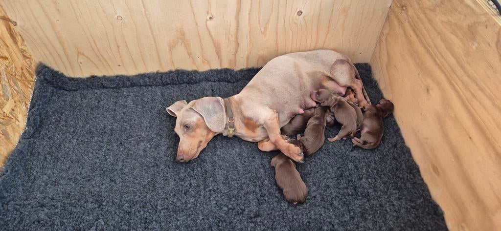 Choco tan dwergteckel pups, 8 tot 15 weken, Korthaar, Dwerg, Meerdere