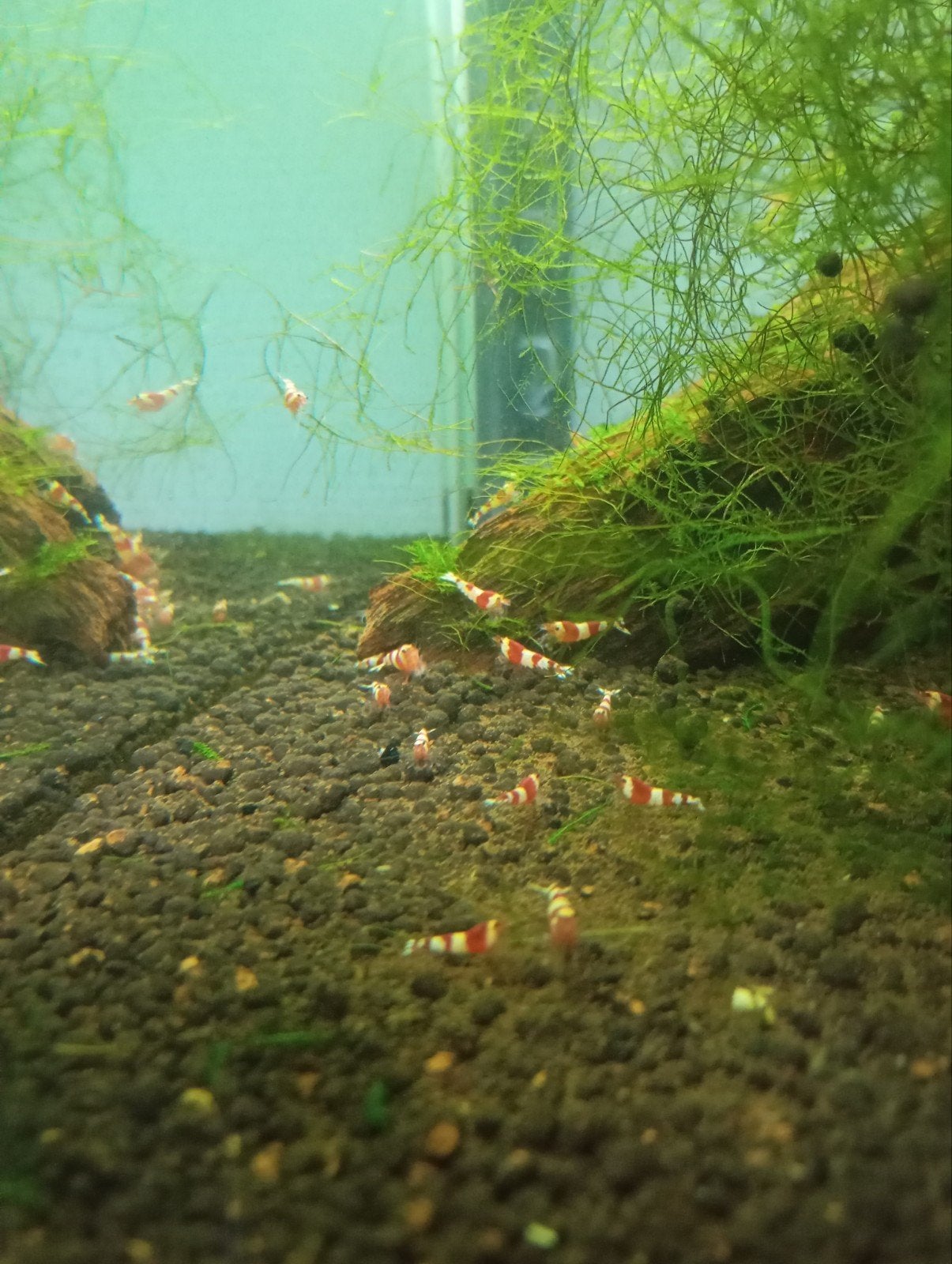 Crystal red garnalen, Dieren en Toebehoren, Kreeft, Krab of Garnaal, Zoetwatervis, Schoolvis