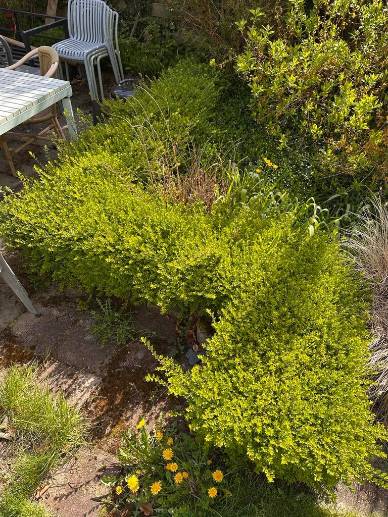 Buxus haag, Vaste plant, Bloeit niet, Halfschaduw, Ophalen