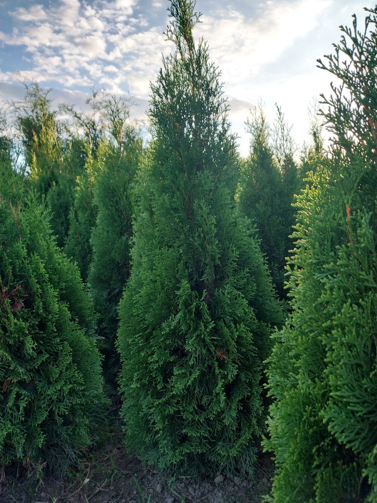Conifeer - Thuja Smaragd, Ophalen of Verzenden