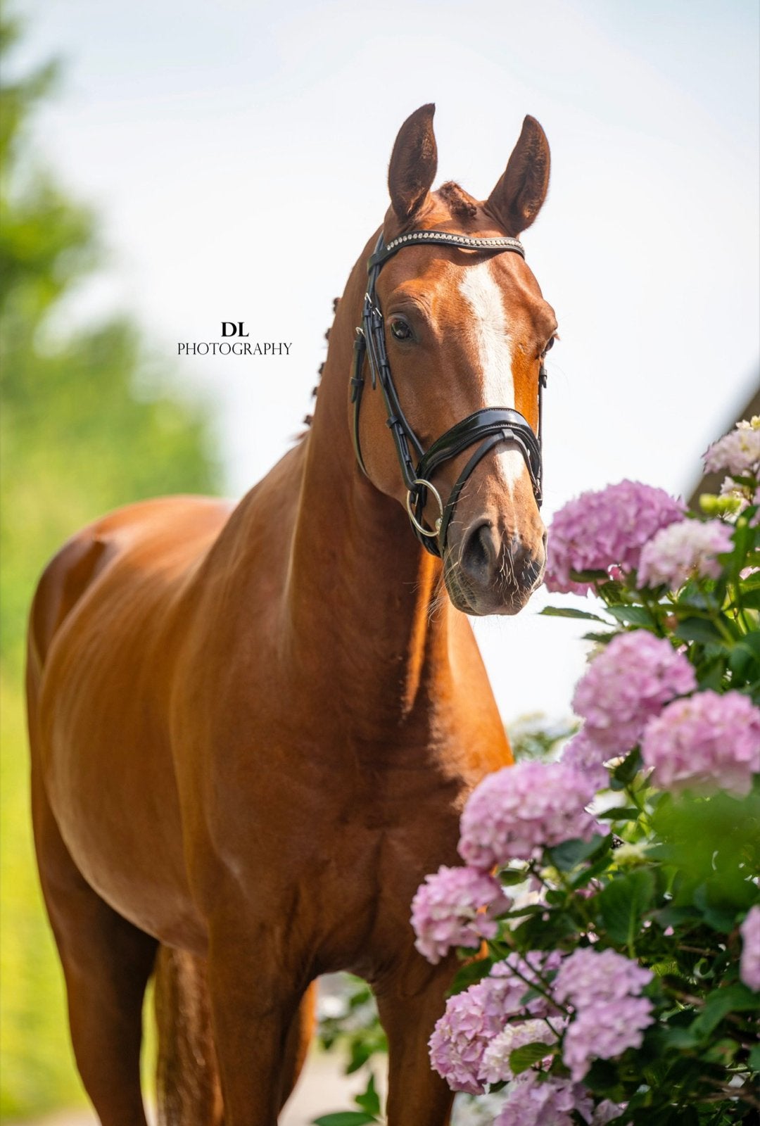 Aansprekende 5 jarige ruin For Ferrero x Ferguson, Ruin, 3 tot 6 jaar, 160 tot 165 cm, Met stamboom