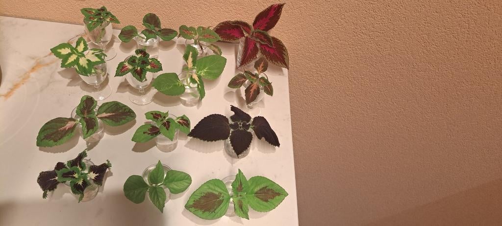 Coleus Plantjesbox 3: Sunshine's siernetels.14 verschillende, Bloeiende kamerplant, Ophalen of Verzenden, Halfschaduw, Minder dan 100 cm