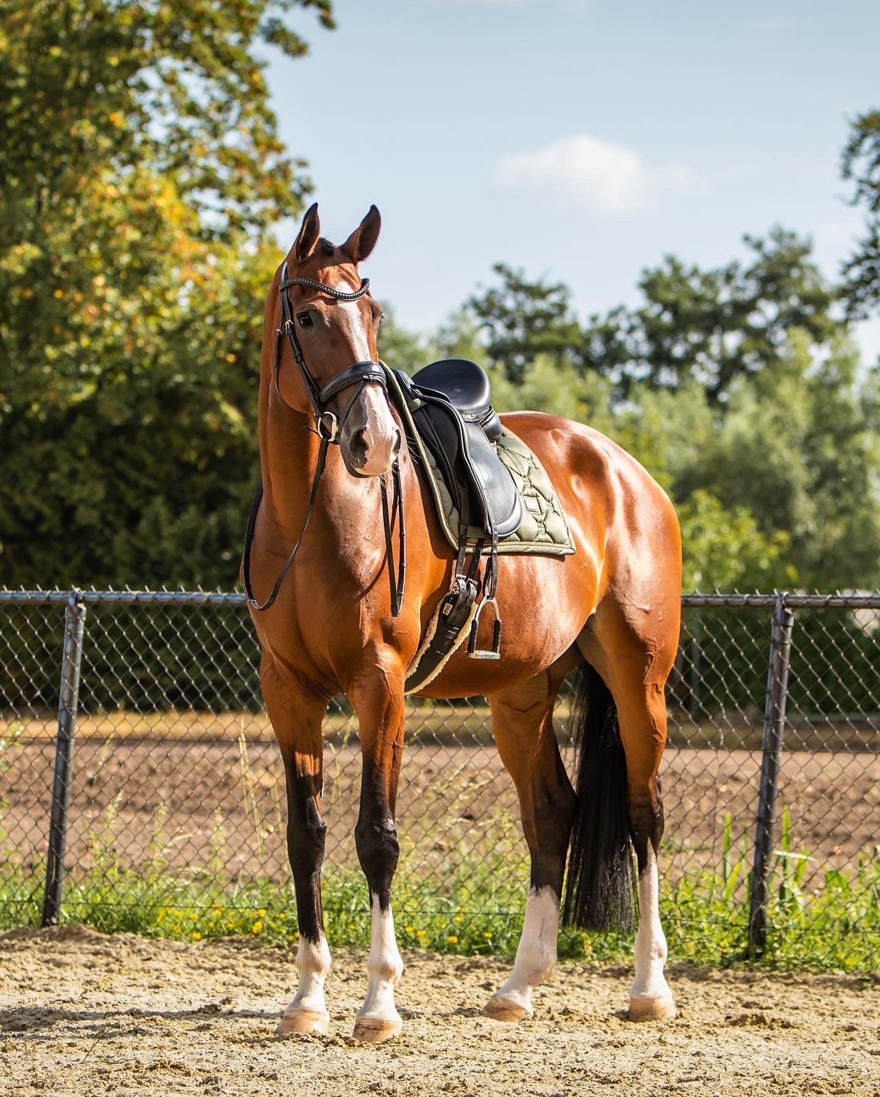 Prachtige grote dressuurmerrie met veel potentie, Merrie, Dressuurpaard, 3 tot 6 jaar