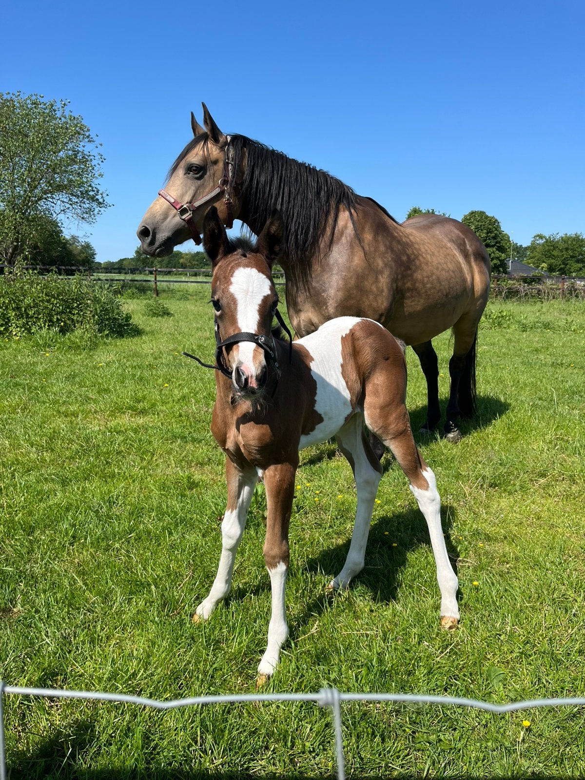 Te koop paint horse merrie veulen, Dieren en Toebehoren, Paarden, Merrie, Minder dan 160 cm, Gechipt, 0 tot 2 jaar