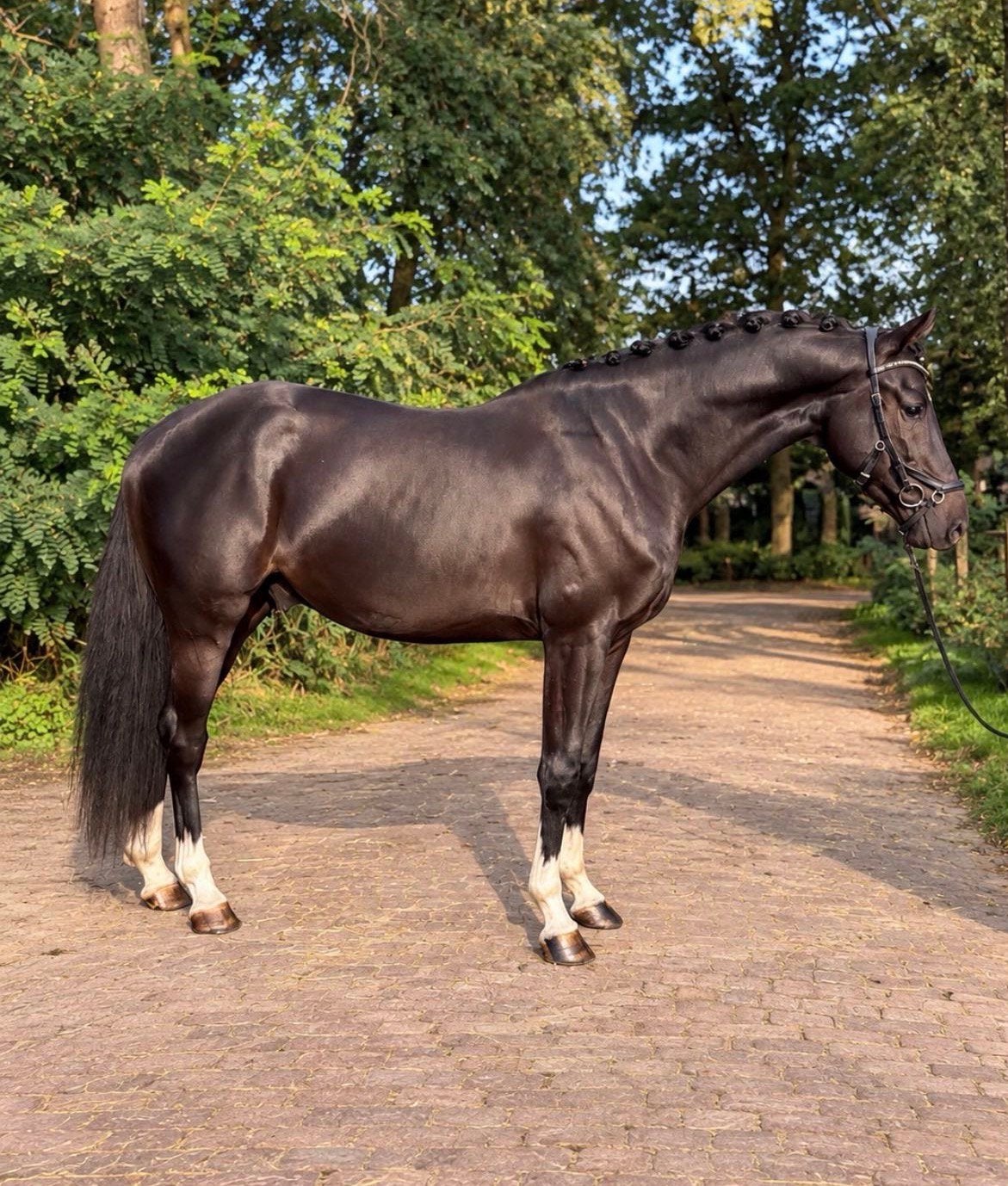Nieuwe ad fijn 3 jarig sport paard🖤, Dieren en Toebehoren, Springpaard, Met stamboom, 3 tot 6 jaar, 160 tot 165 cm