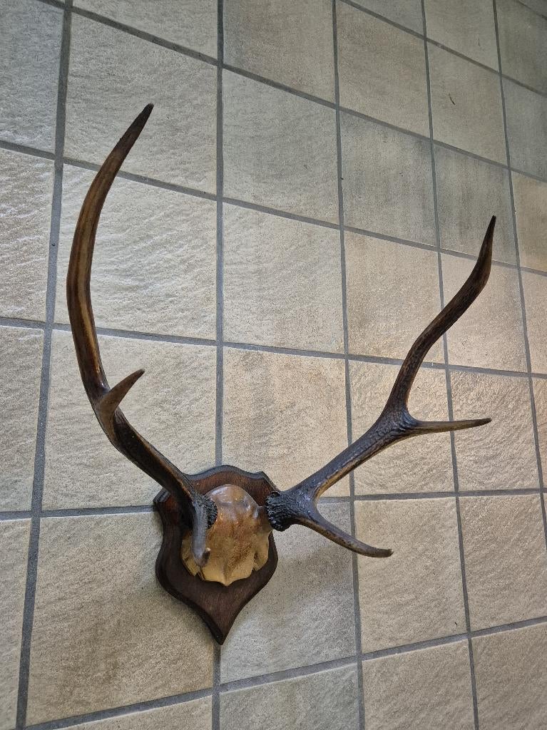 Klein edelhert gewei met kleine schedelkap en schild, Verzamelen, Dierenverzamelingen, Ophalen of Verzenden, Gebruikt, Hert, Gewei of Kop
