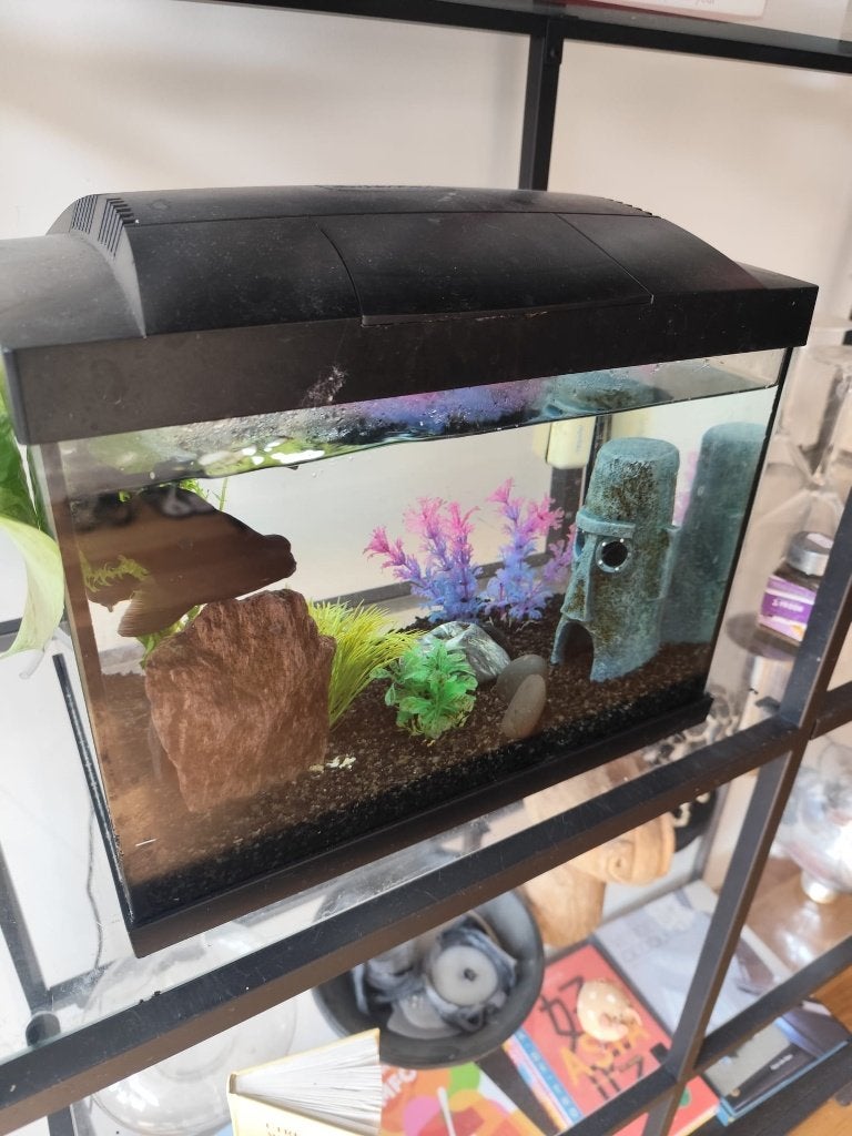 Te koop: Aquarium incl. alle spullen en 1 visje, Ophalen, Inclusief vissen, Zo goed als nieuw, Gevuld zoetwateraquarium