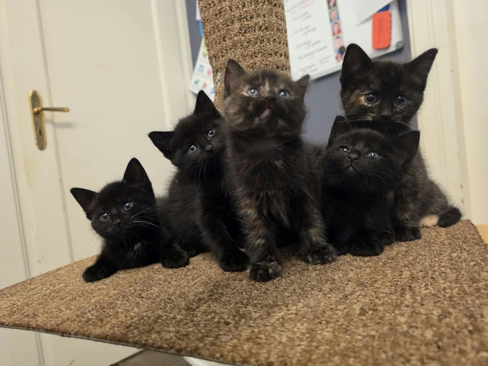 boerderij kittens 3x kater 2x poes, Dieren en Toebehoren, Kortharig