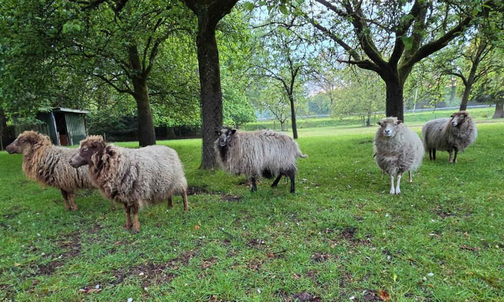 Ouessant ooien 5 stuks, Dieren en Toebehoren, Vrouwelijk, Schaap