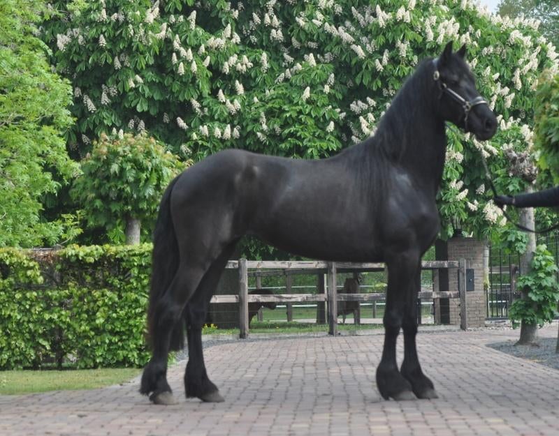 3 jarige Friese merrie v.Wibout, Merrie, Met stamboom, Dressuurpaard, 3 tot 6 jaar