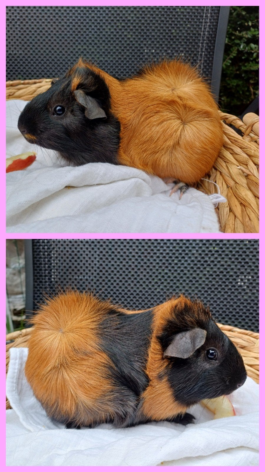 mooie cavia zeug - 3 maanden oud, Mei, Vrouwelijk, Cavia