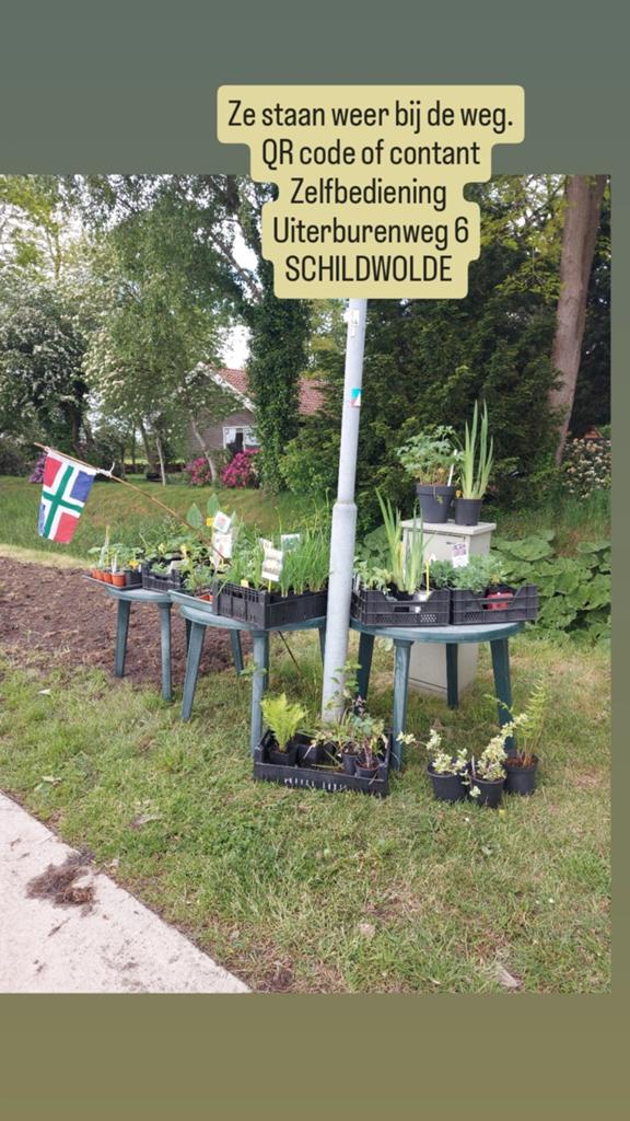 Stekjes vanaf €0,50, Ophalen, Overige soorten, Volle zon