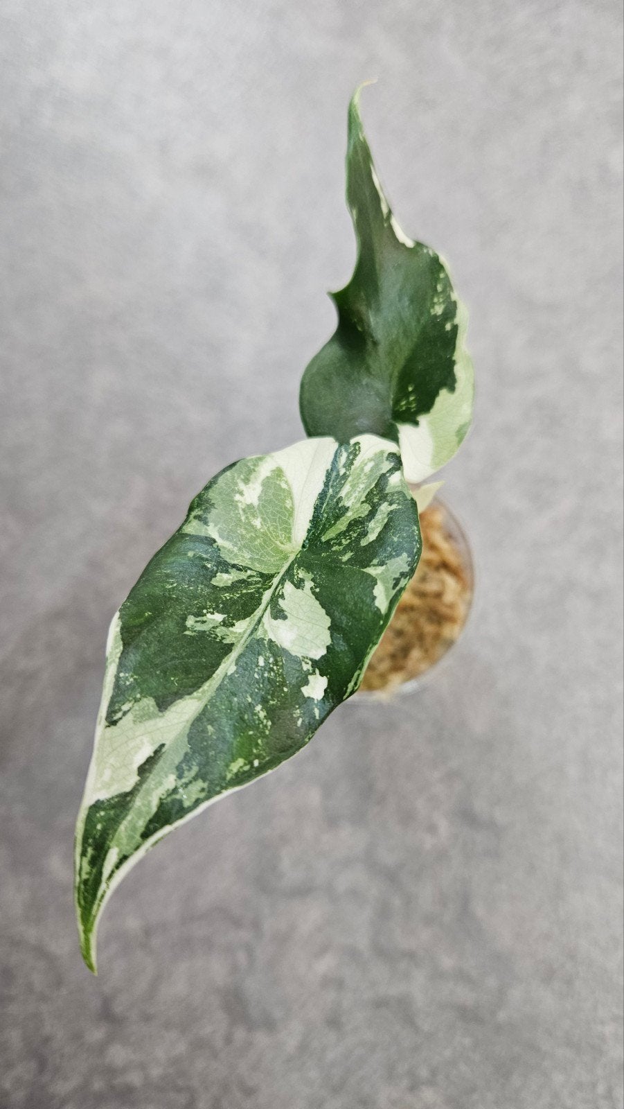 Alocasia Simpo Albo Variegata, Ophalen of Verzenden, Halfschaduw, Minder dan 100 cm