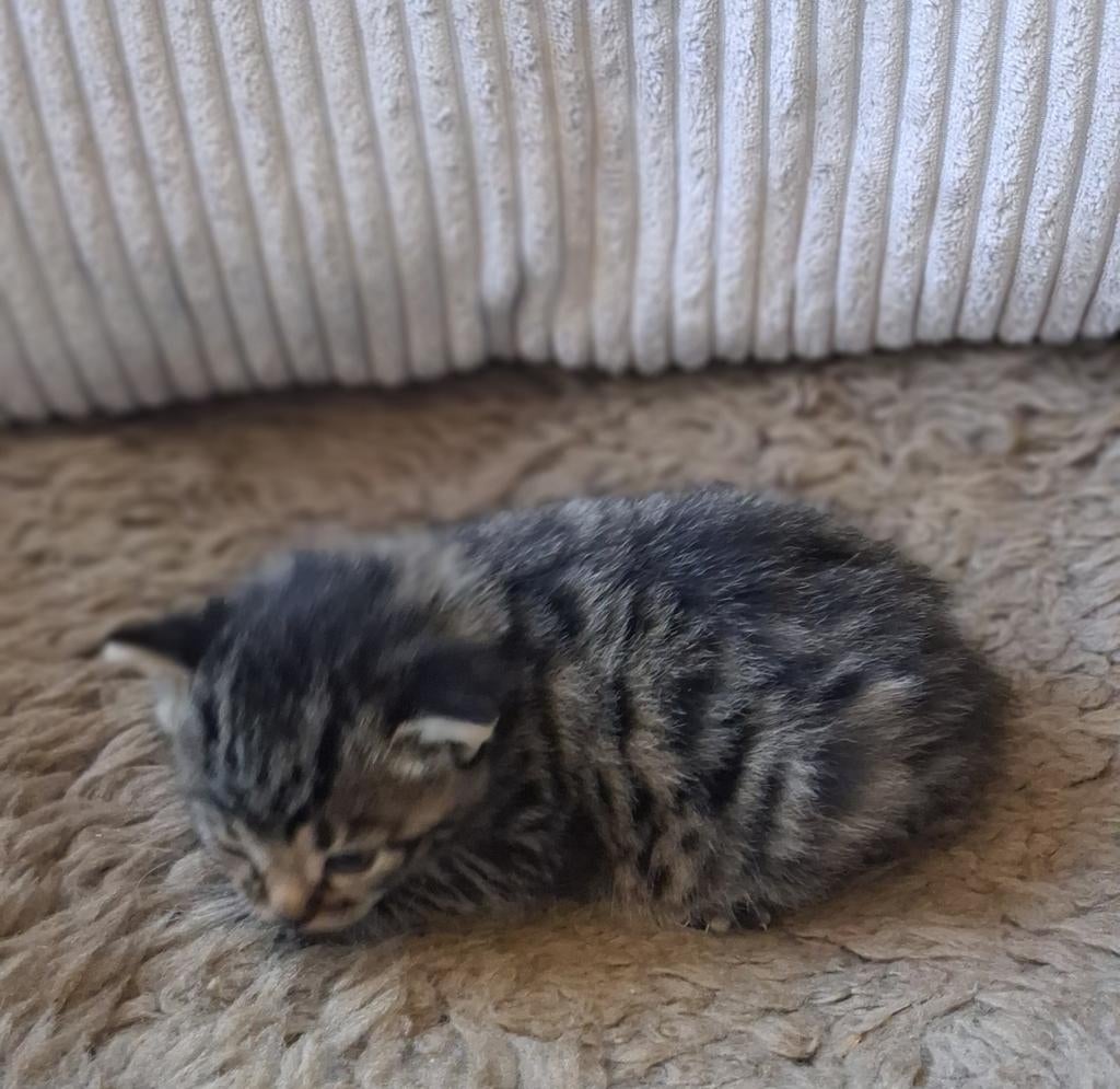 2 boerderijkittens te koop., Dieren en Toebehoren, Poes