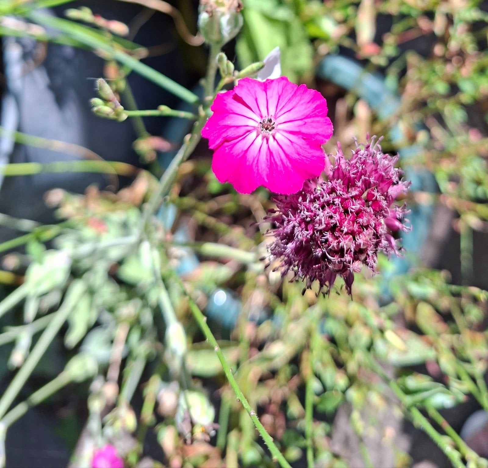 Plantjes van de felroze prikneus, Tuin en Terras, Volle zon, Vaste plant, Zomer, Ophalen