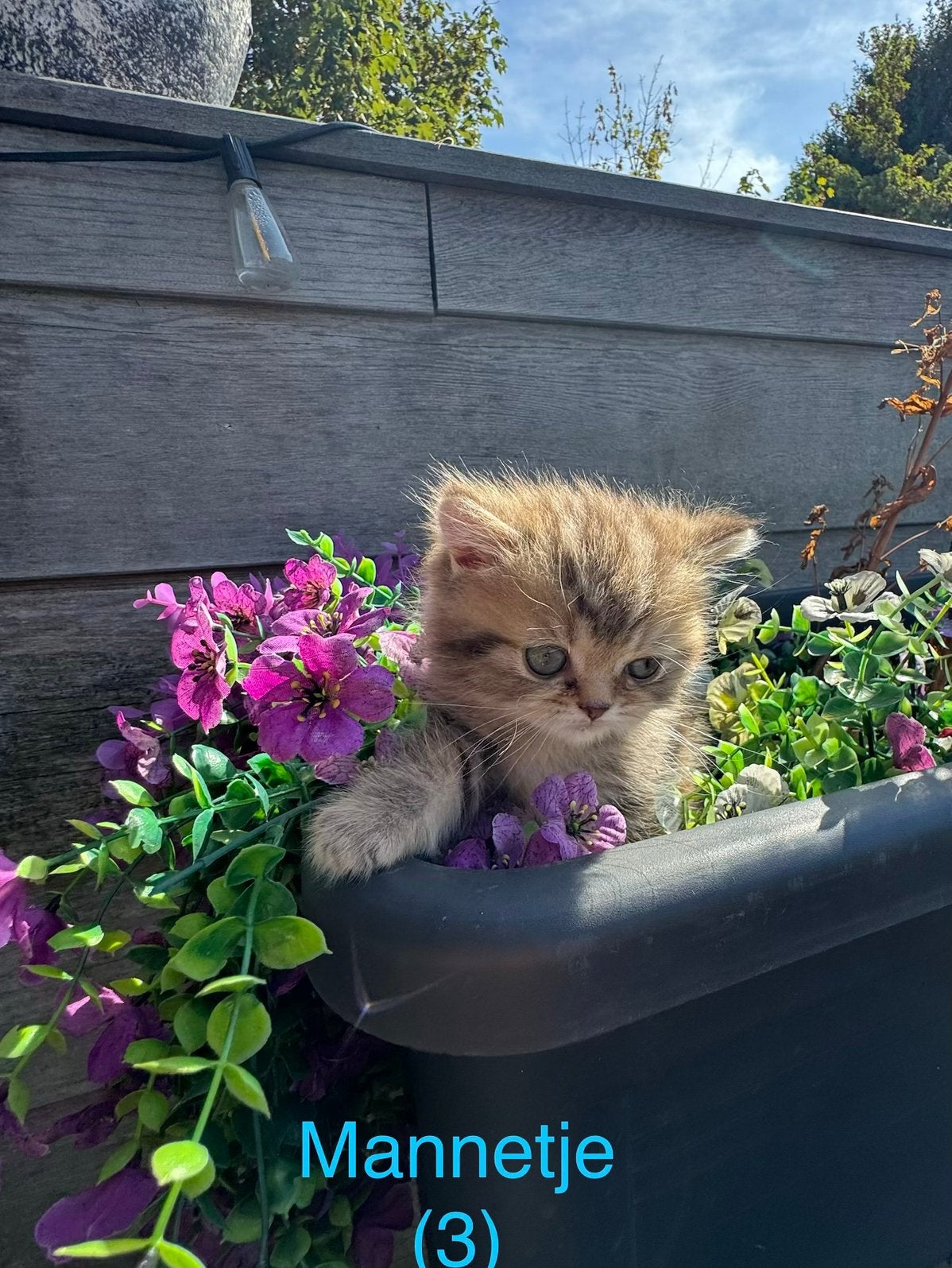 British Shorthair Kittens Tabby, Meerdere dieren, 0 tot 2 jaar