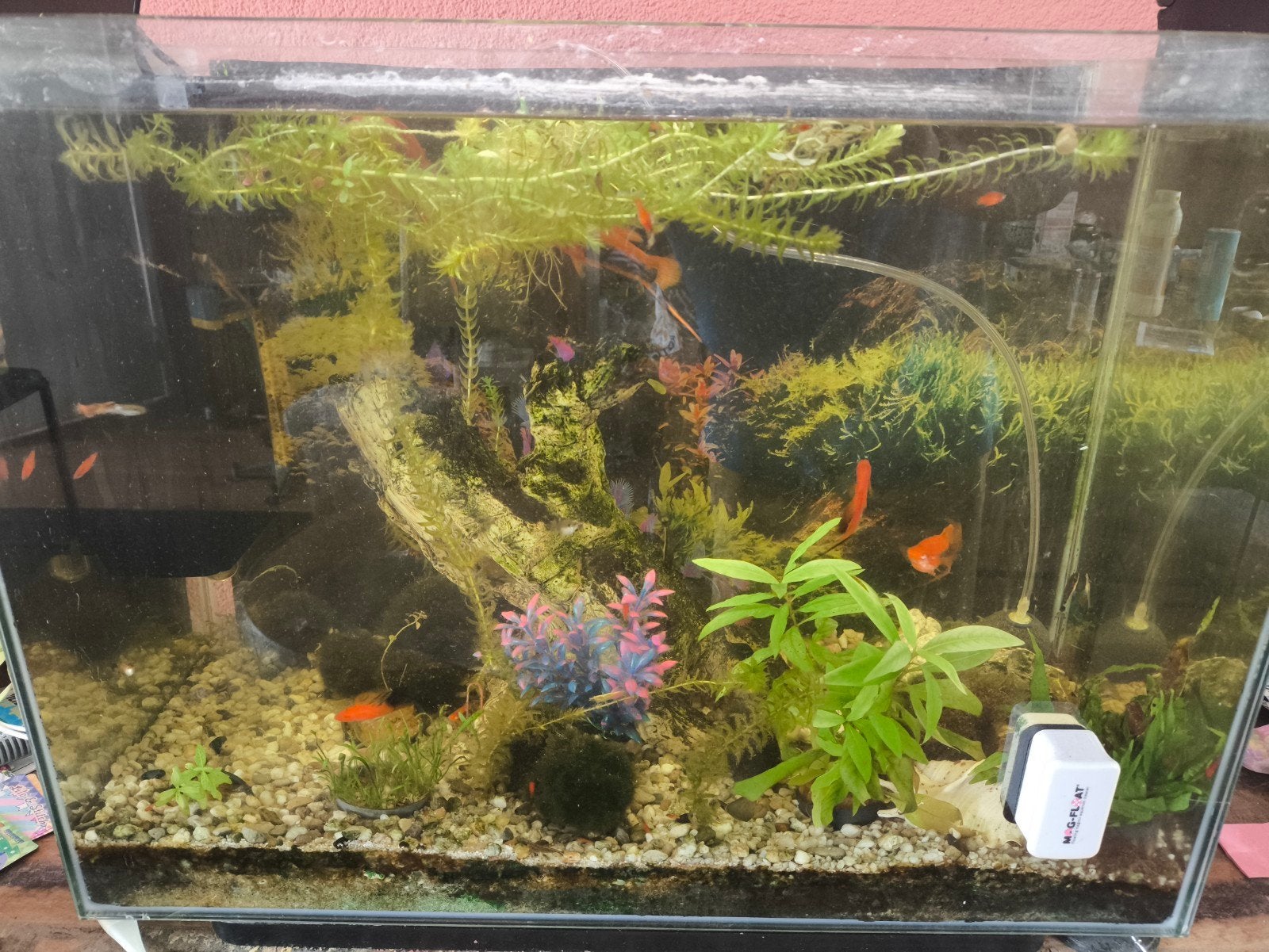 Aquarium met vissen, Ophalen, Zo goed als nieuw, Gevuld zoetwateraquarium