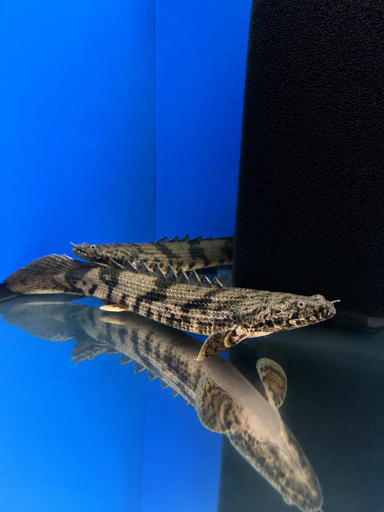 Kwastvinsnoek tiger, Vis