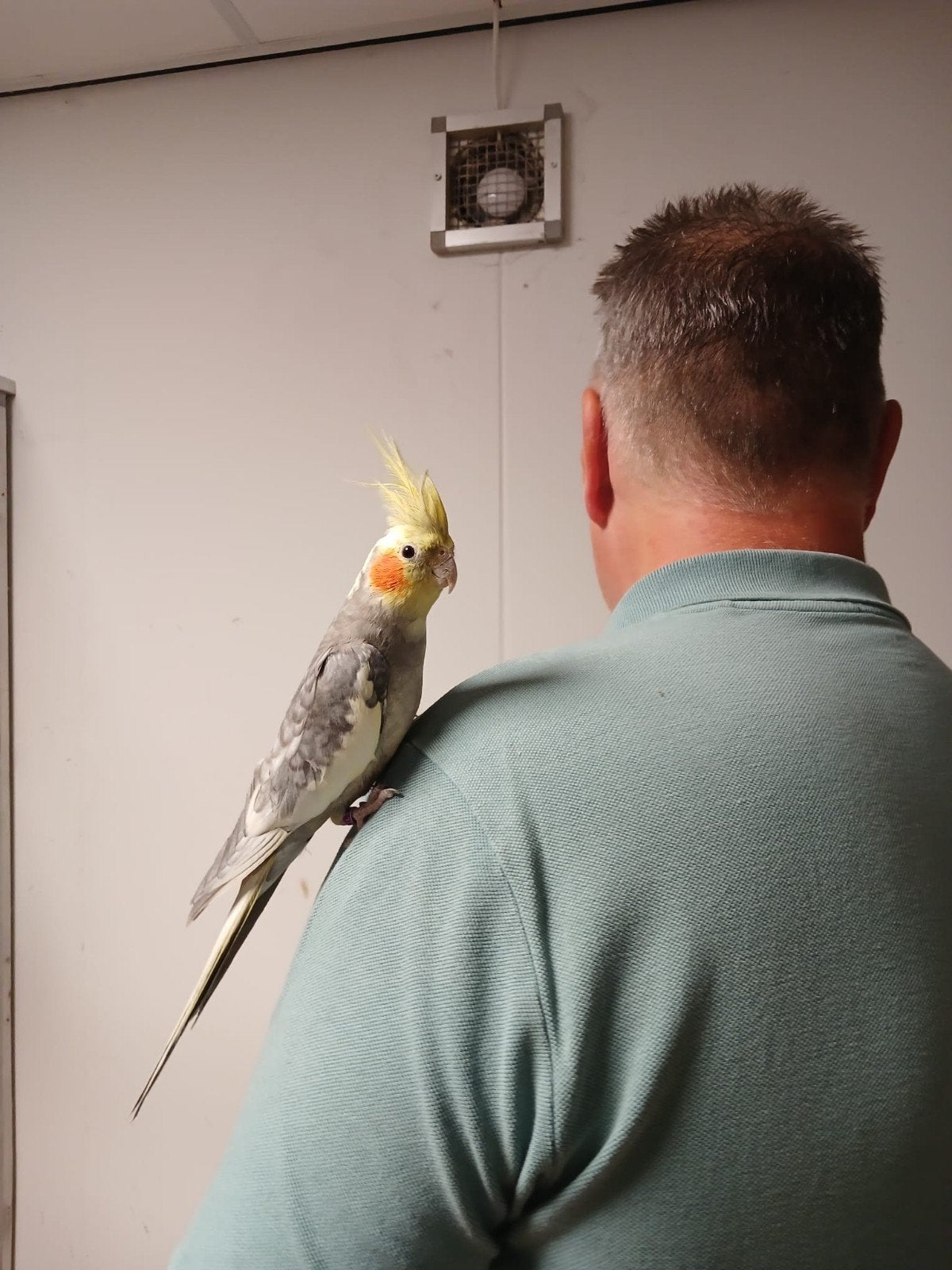 mooie tamme Valkparkiet man, Dieren en Toebehoren, Vogels | Parkieten en Papegaaien, Mannelijk, Parkiet