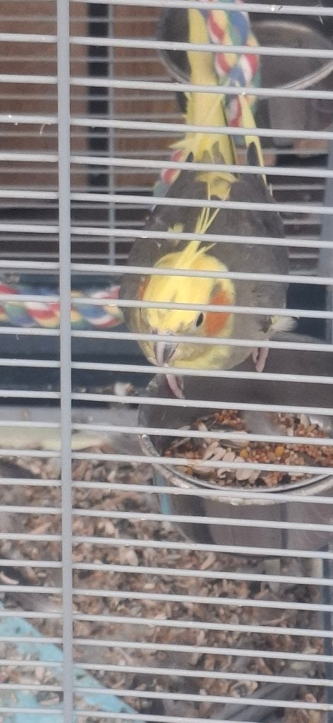 Koppel valkparkieten, Meerdere dieren, Parkiet, Geringd